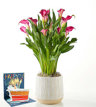 Pink Calla Lily Plant & Birthday Pop Up Card - FedEx - P4045BDC