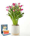 Image of Standard version for Pink Calla Lily Plant & Birthday Pop Up Card - FedEx