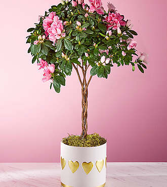 Pretty in Pink Azalea Topiary Plant - FedEx
