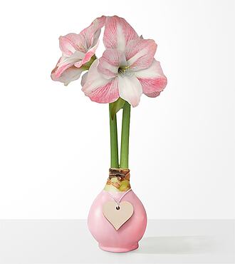 Pink Heart Waxed Amaryllis Bulb - FedEx
