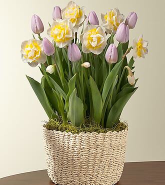 Cheerful Daffodil and Tulip Bulb Garden - FedEx