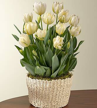 Ivory Tulip Bulb Garden - FedEx