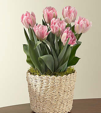 Fancy Foxtrot Tulip Bulb Garden - FedEx