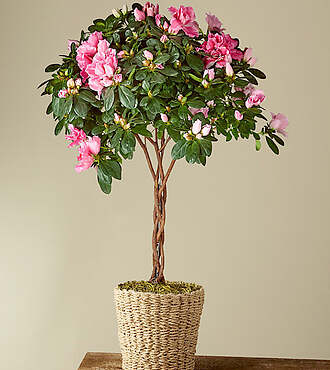 Pink Azalea Topiary Plant - FedEx