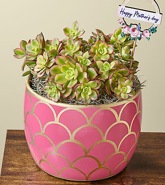 Kiwi Aeonium Succulent Plant - FedEx