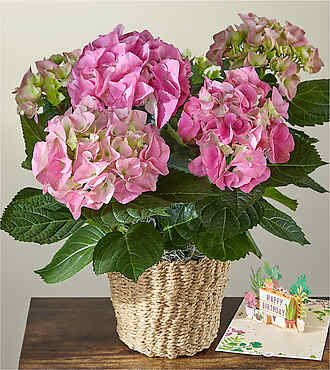 Pink Hydrangea Plant and Happy Birthday Lovepop Pop - Up Card - FedEx