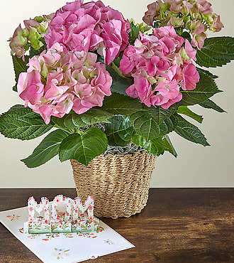 Pink Hydrangea Plant and Lovepop Pop - Up Card - FedEx