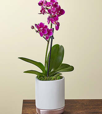 Petite Purple Orchid - FedEx