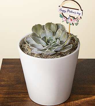 Echeveria Succulent Plant - FedEx