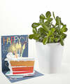 Image of Standard version for Celebration Jade Plant and Birthday Pop Up Card - FedEx