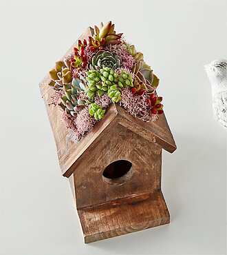 Succulent Birdhouse - FedEx
