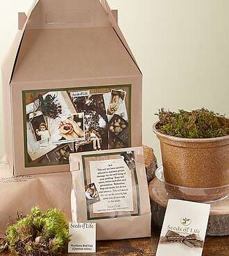 Oak Tree Grow Kit - FedEx