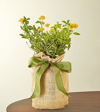 Lantana Plant - FedEx