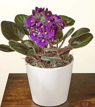 Purple African Violet Plant - FedEx