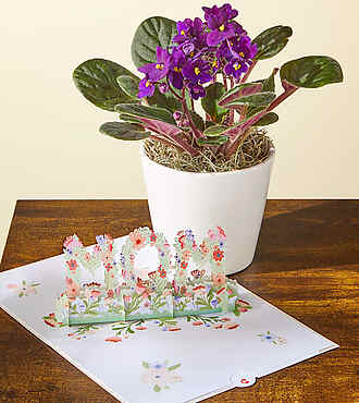 Purple African Violet Plant and Lovepop Pop - Up Card - FedEx