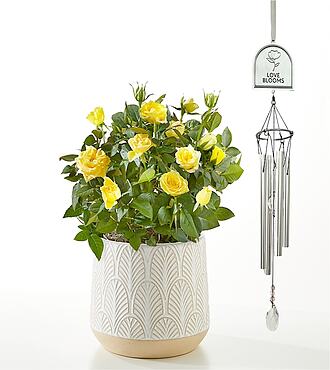 Yellow Mini Rose Plant & Love Blooms Windchime - FedEx - P4100LWC