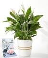 Image of Standard version for Peace Lily Plant & Sympathy Pop Up Card - FedEx