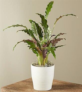 Calathea Wavestar - FedEx