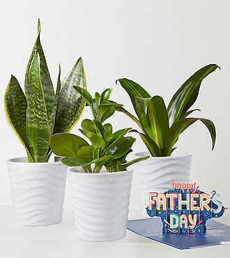 Clean Air Plant Trio and Lovepop Pop - Up Card - FedEx