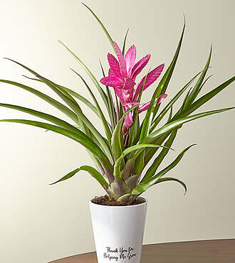 Thank You For Helping Me Grow Bromeliad Plant - FedEx