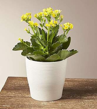 Yellow Kalanchoe Plant - FedEx