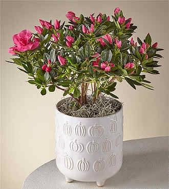 Pink Azalea in Pumpkin Pot - FedEx
