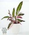 Image of Standard version for Stromanthe Triostar with Pet Memorial Plaque - FedEx