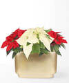 Image of Standard version for Red and White Bi - Color Sparkle Poinsettia - FedEx