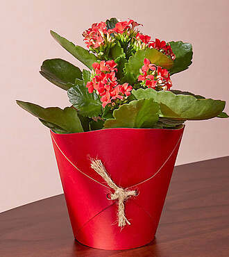 XXX Young Love Kalanchoe Succulent - FedEx
