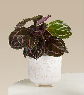 Calathea Dottie Plant in Pumpkin Pot - FedEx