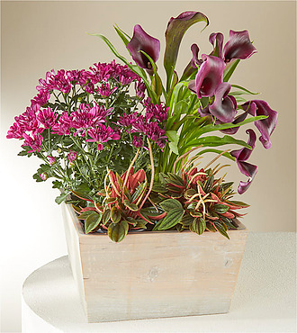 Blooming Purple Garden - FedEx