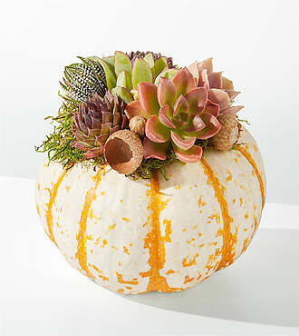 Live Pumpkin Succulent Garden - FedEx