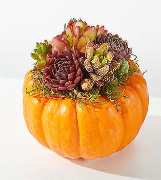 Live Pumpkin Succulent Garden Mini - FedEx - P4158