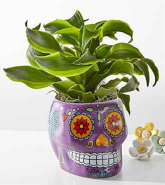 Bird's Nest Fern in Day of the Dead Pot - FedEx