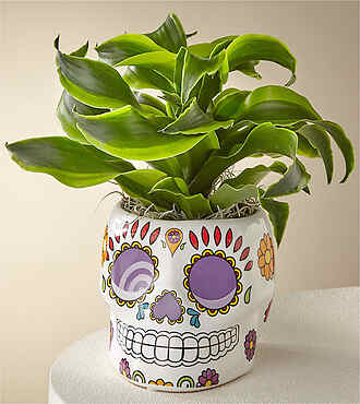 Lemon Lime Dracaena in Day of the Dead Pot - FedEx