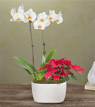 White Orchid and Red Poinsettia Garden - FedEx