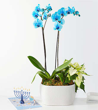 Blue Orchid and White Poinsettia Garden with Love + Light Menorah Lovepop Pop - Up Card - FedEx
