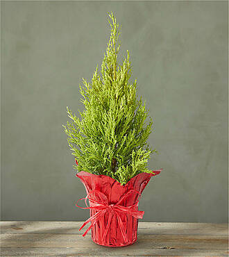 Micro Mini Cypress Tree - FedEx