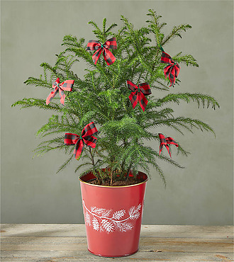 XXX Woodland Wonder Tiny Tree - FedEx