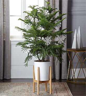 Winter Forest Norfolk Pine - FedEx