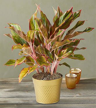 Festive Red Aglaonema Plant - FedEx