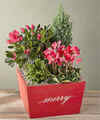 Image of Standard version for Holiday Traditions Garden - FedEx