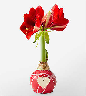 Heart Charm Waxed Amaryllis Bulb - FedEx