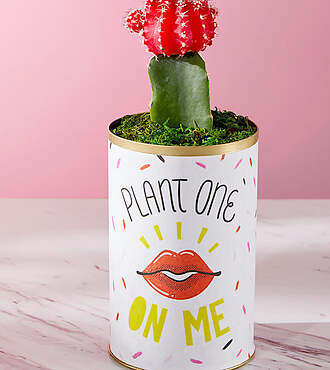Plant One on Me Moon cactus - FedEx