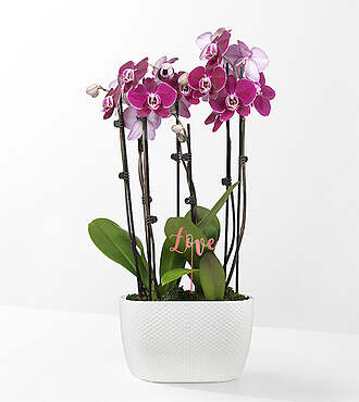 Purple Passion Orchid Garden - FedEx - P4195PUR