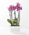 Image of Standard version for Purple Passion Orchid Garden - FedEx