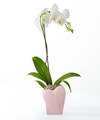 Image of Standard version for Sweetheart Orchid - FedEx
