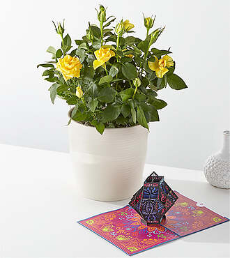 Yellow Mini Rose and Diwali Lovepop Pop - Up Card - FedEx