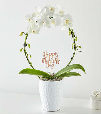 White Hoop Orchid and Happy Mother's Day Pick - FedEx