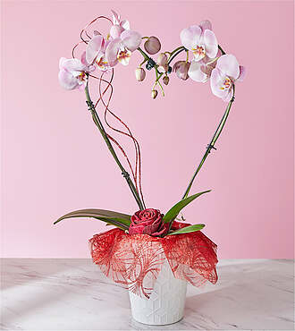 Heart Orchid - FedEx